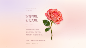 玫瑰予你